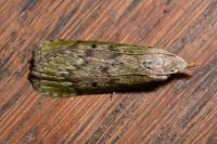 Aphomia sociella