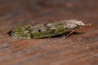 Aphomia sociella