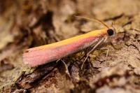Oncocera semirubella