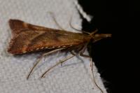 Synaphe punctalis