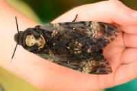 Acherontia atropos