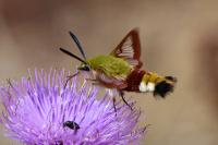 Hemaris fuciformis