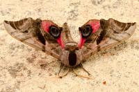 Smerinthus ocellatus