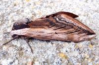Sphinx ligustri