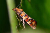 Aethes tesserana