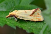 Agapeta hamana