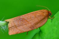 Cacoecimorpha pronubana