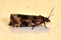 Celypha lacunana
