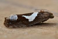 Epiblema foenella