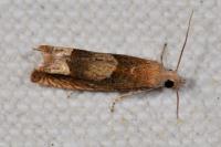 Eucosma conterminana