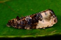 Hedya nubiferana