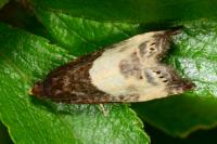 Notocelia cynosbatella