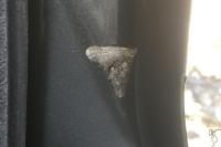 Agriopis leucophaearia