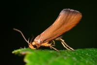 Crassa unitella