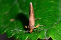 Crassa unitella