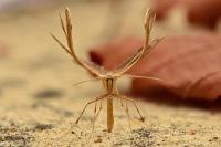 Emmelina monodactyla