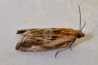 Eucosma