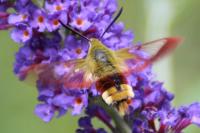 Hemaris fuciformis