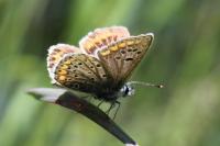 Aricia agestis
