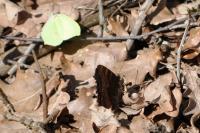 Nymphalis polychloros