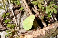 Gonepteryx rhamni