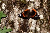 Vanessa atalanta