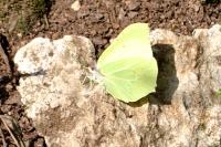 Gonepteryx rhamni