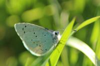 Celastrina argiolus