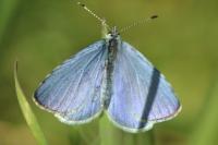 Celastrina argiolus