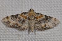 Eupithecia linariata