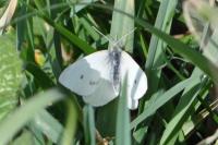 Pieris rapae
