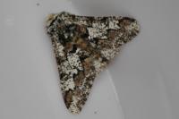 Biston strataria