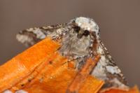 Biston strataria