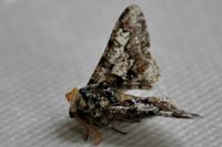 Biston strataria