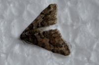 Agriopis leucophaearia