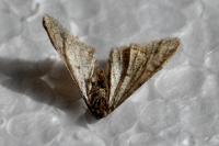 Agriopis leucophaearia