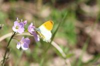 Anthocharis cardamines