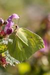 Gonepteryx rhamni