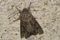Xylocampa areola