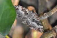 Epirrhoe alternata
