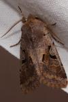 Orthosia gothica