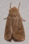Orthosia cruda