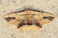 Menophra abruptaria