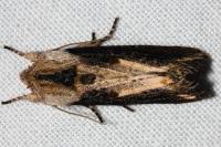 Egira conspicillaris