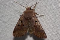Orthosia gothica
