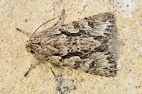 Xylocampa areola