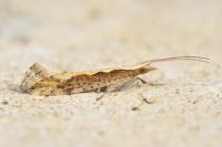 Plutella xylostella