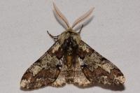 Biston strataria