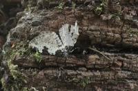 Xanthorhoe fluctuata