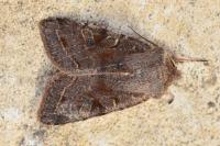 Orthosia incerta